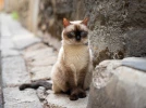 Le sacr� de Birmanie, un chat d'une incroyable beaut�