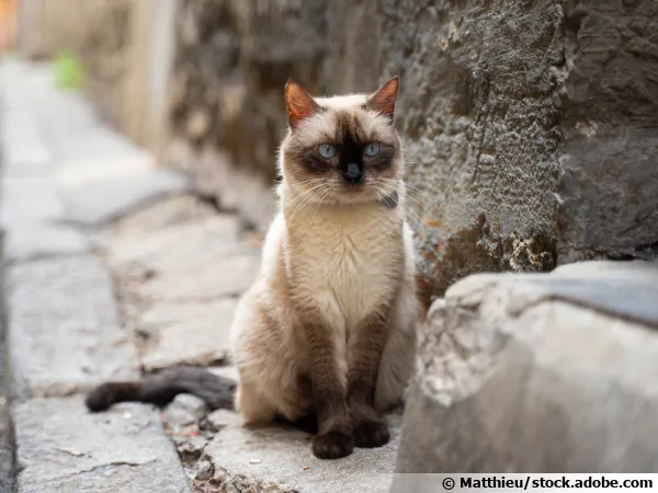 Le sacré de Birmanie, un chat d'une incroyable beauté