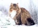 Le chat id�al ? Robuste, doux et hypoallerg�nique : le Sib�rien