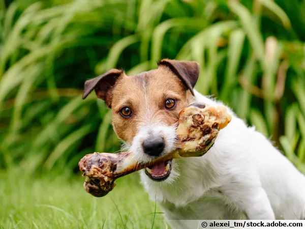 Peut-on donner des os à son chien ?