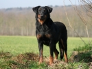 Le Beauceron, un berger imposant dvou  son matre