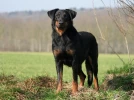 Le Beauceron, un berger imposant d�vou� � son ma�tre