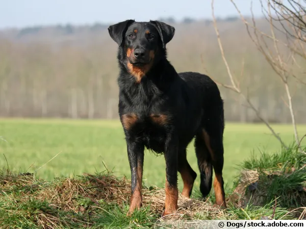 Le Beauceron, un berger de Beauce imposant dévoué à son maître