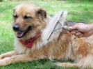 Pourquoi mon chien perd-il ses poils?