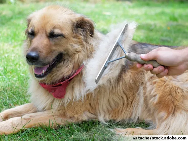 Brossez votre chien pour ramasser les poils lors de la mue