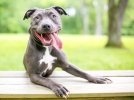 La mauvaise haleine chez le chien