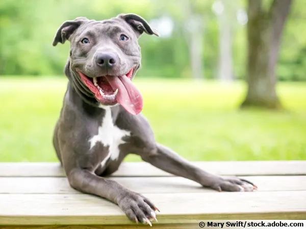 L'haleine nausabonde d'un chien doit alerter...