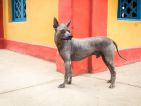Le chien nu du Pérou