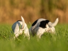 La queue du chien, que comprendre?