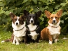 Le Welsh Corgi, un chien royal