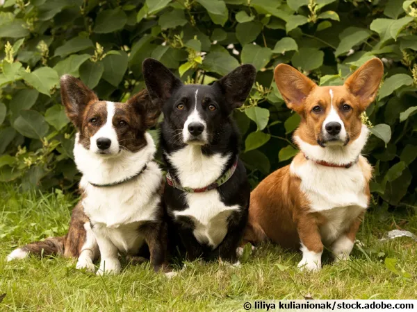Trois Welsh Corgi Pembroke