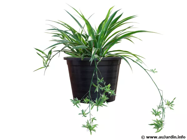 Chlorophytum bichetii, des plantules débordent du pot