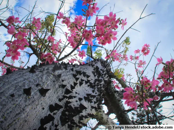 Kapok, Arbre de soie, Chorisia speciosa