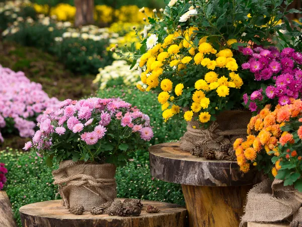 Préparer une potée de chrysanthème pour la Toussaint