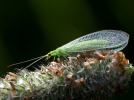 La chrysope aux yeux d'or, un alli prcieux au jardin
