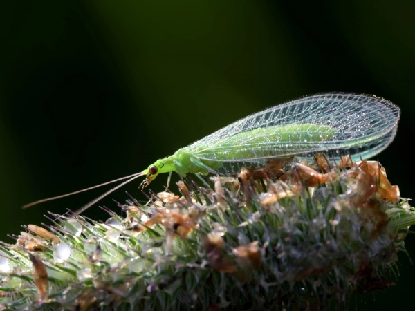 La chrysope aux yeux d'or, un alli prcieux au jardin