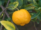 Citrange, x Citroncirus webberi