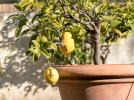 Quelle exposition pour un citronnier en pot?