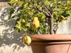 Quelle exposition pour un citronnier en pot ?