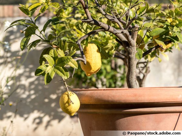 Le citronnier 🍋, entretien et récolte  Jardin méditerranéen, Entretien  citronnier, Pot jardin