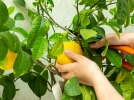Quand et comment tailler un citronnier ?