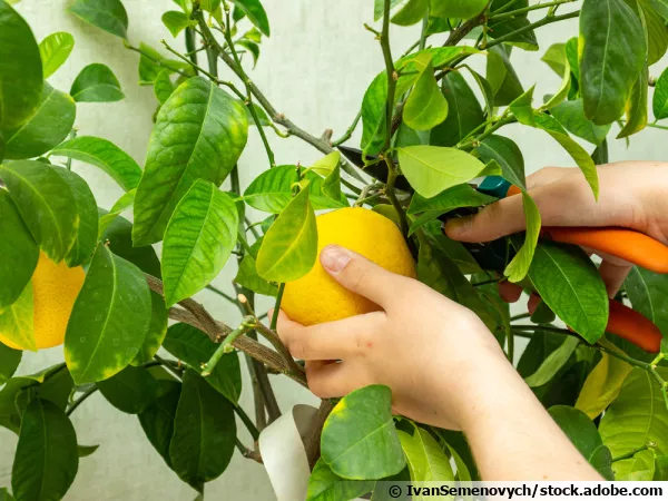 La taille du citronnier est ncessaire pour diffrentes raisons