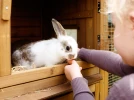 Comment choisir un clapier pour son lapin�?