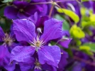 Cl�matite bleue, Fausse-vigne, Cl�matite italienne, Clematis viticella
