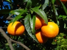 La clmentine corse, un produit d'exception