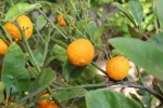 Cl�mentinier (Citrus clementina) : r�ussir la culture de la cl�mentine en pot ou au jardin