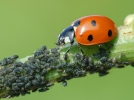 La lutte biologique, une solution naturelle et cologique