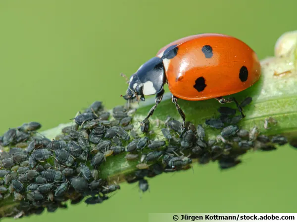 La lutte biologique, une solution naturelle et cologique