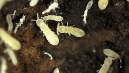 Collemboles : les petits h�ros invisibles qui travaillent sous nos pieds