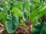Taro (Colocasia esculenta) : cultiver l'oreille d'�l�phant en France