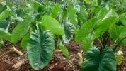 Taro (Colocasia esculenta) : cultiver l'oreille d'�l�phant en France