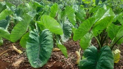 Taro (Colocasia esculenta) : cultiver l'oreille d'�l�phant en France