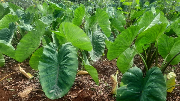 Taro (Colocasia esculenta) : cultiver l'oreille d'�l�phant en France