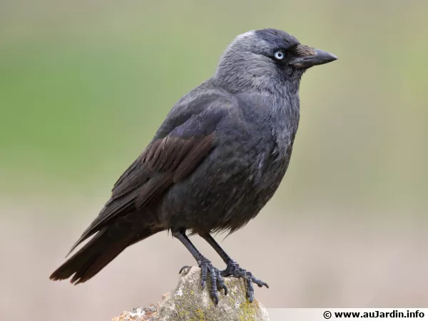 Le choucas des tours, un oiseau à la fois sociable et intelligent