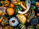 Rcolter et conserver les coloquintes