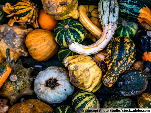 Une rcolte de coloquintes