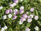 Liseron des champs, Convolvulus arvensis