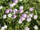 Liseron des champs, Convolvulus arvensis