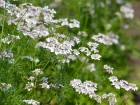 Coriandre, Coriandrum sativum