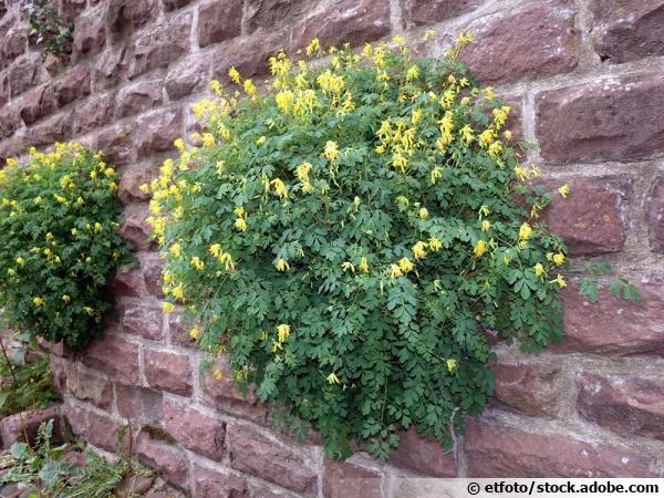 Corydale jaune, Corydale d'or, Fumeterre jaune, <i>Corydalis lutea</i>