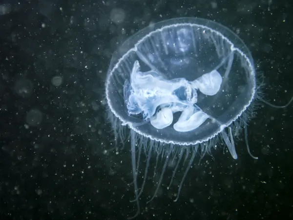 Craspedacusta sowerbyi ou Craspédote d'eau douce