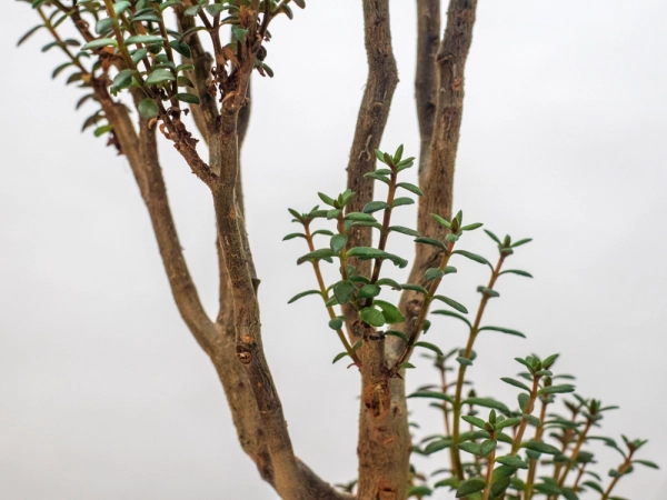 Crassulacée bonsaï, Crassula sarcocaulis