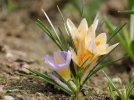 Crocus dor�, Crocus chrysanthus