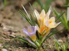 Crocus dor, Crocus chrysanthus