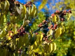 Cudranier (Cudrania tricuspidata) : cultiver cet arbre � fraises de Chine