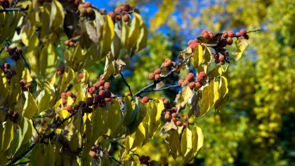 Cudranier (Cudrania tricuspidata) : cultiver cet arbre � fraises de Chine